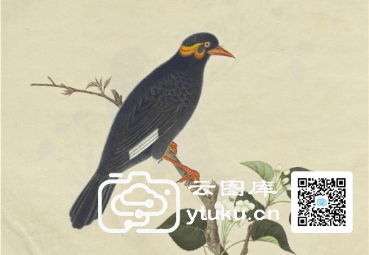 中国外销画册·花鸟图(辑2)